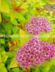 Спирея японская Голдфлейм min